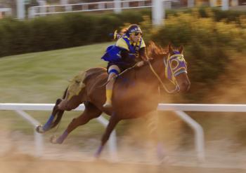 A young woman rides bareback on a chestnut coloured horse. Dust kicks up. She wears blue and gold silks.