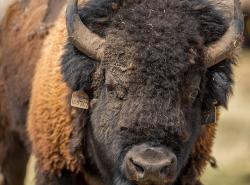 bison