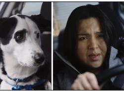 Two photos: At left is a white dog with black ears and black around one eye sits in a car and looks concerned. At right is a woman driving a car and looking anxious and frightened.
